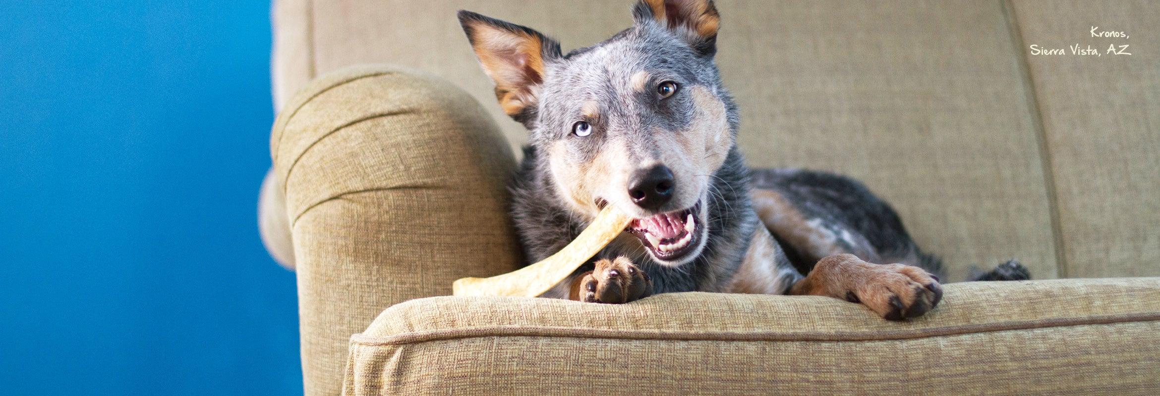 Hero Image of Dog with an Antler Chew