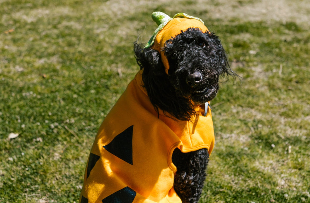 Dog wearing pumpking halloween costume