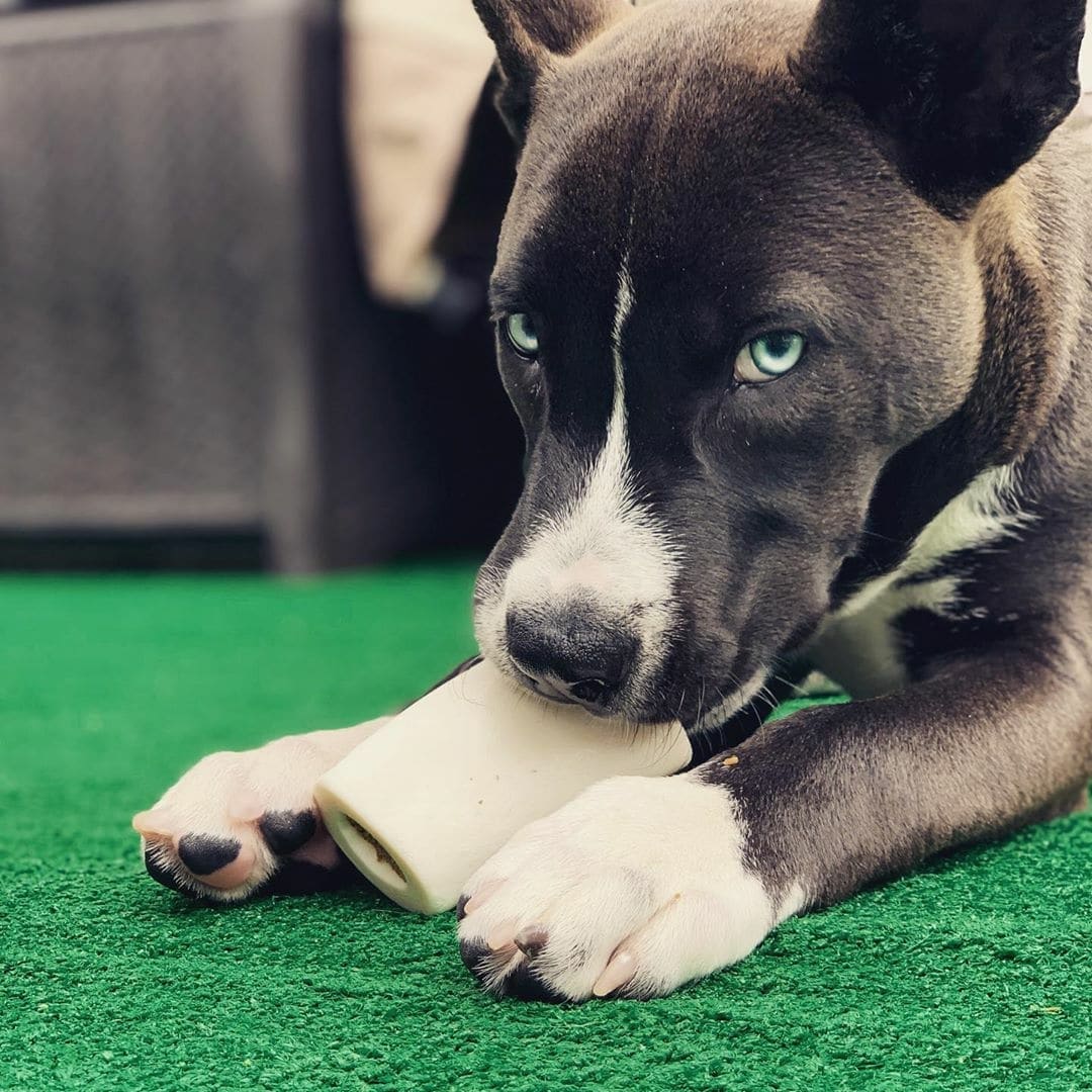 Natural Filled Bone Peanut Butter Flavor Extra Information